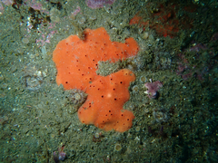 Dragmacidon mexicanum