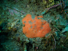 Dragmacidon mexicanum