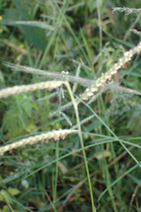 Urochloa panicoides