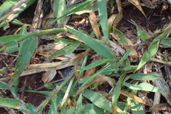 Urochloa panicoides