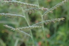 Urochloa panicoides
