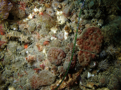 Eudistoma psammion
