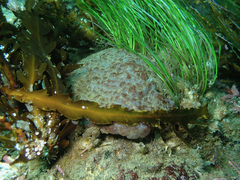Eudistoma psammion
