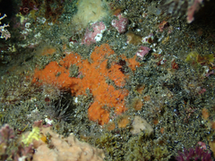 Endectyon hispitumulus