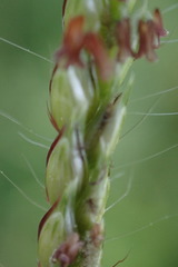 Urochloa panicoides