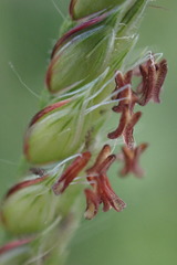 Urochloa panicoides
