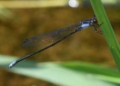 Pseudagrion pruinosum