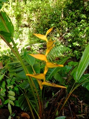 Heliconia spathocircinata