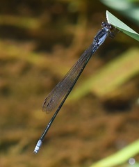 Pseudagrion pruinosum