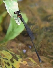 Prodasineura verticalis