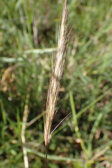 Aristida congesta congesta
