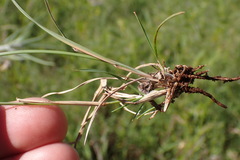 Aristida congesta congesta