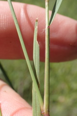 Aristida congesta congesta