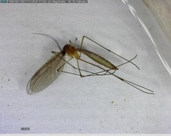 Bolitophilidae