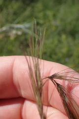 Aristida congesta congesta