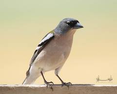 Fringilla coelebs africana