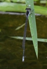 Pseudagrion pruinosum