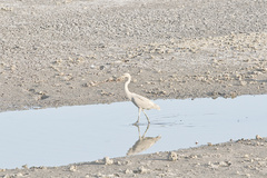 Egretta rufescens image