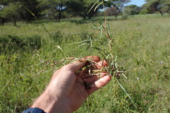 Schmidtia pappophoroides
