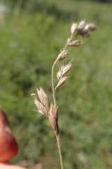 Schmidtia pappophoroides