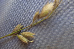 Schmidtia pappophoroides