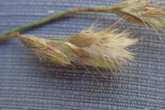 Schmidtia pappophoroides