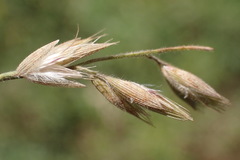 Schmidtia pappophoroides