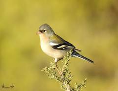 Fringilla coelebs africana