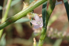 Oxygonum sinuatum