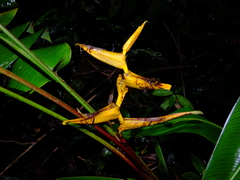 Heliconia spathocircinata