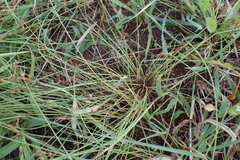 Bulbostylis hispidula pyriformis