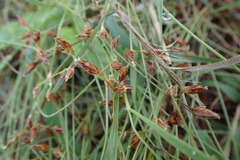 Bulbostylis hispidula pyriformis