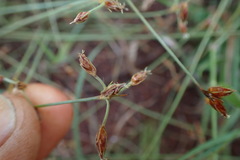Bulbostylis hispidula pyriformis