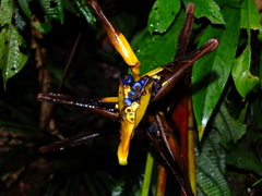 Heliconia spathocircinata