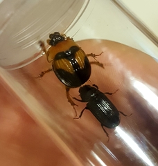 Bolbocerosoma farctum