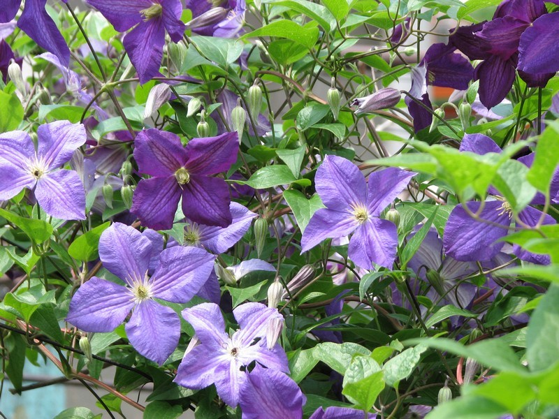 Clematis X jackmanii