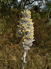 Kalanchoe thyrsiflora