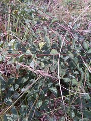 Searsia carnosula