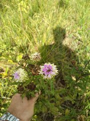 Baccharoides adoensis