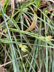 Carex floridana