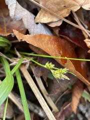 Carex floridana