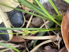Carex floridana