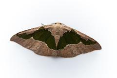Celenna festivaria
