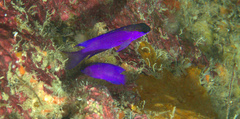 Gramma melacara