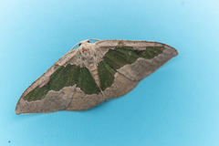 Celenna festivaria