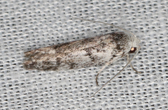 Lichenaula onychotypa