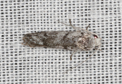 Lichenaula onychotypa