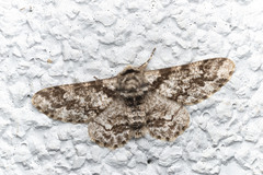 Biston marginata