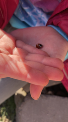 Coccinella septempunctata