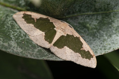 Celenna festivaria